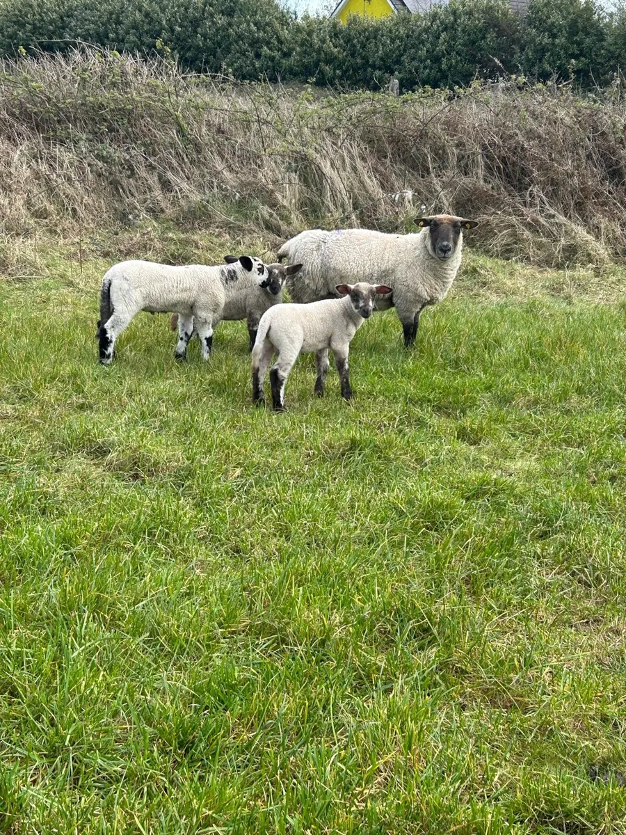 EWES AND LAMBS - Image 3