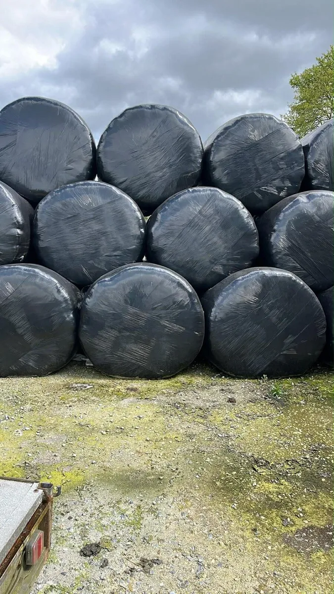 1st Cut Silage Bales