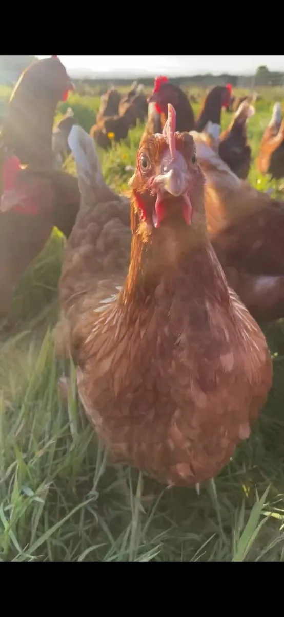 Hens - Image 2