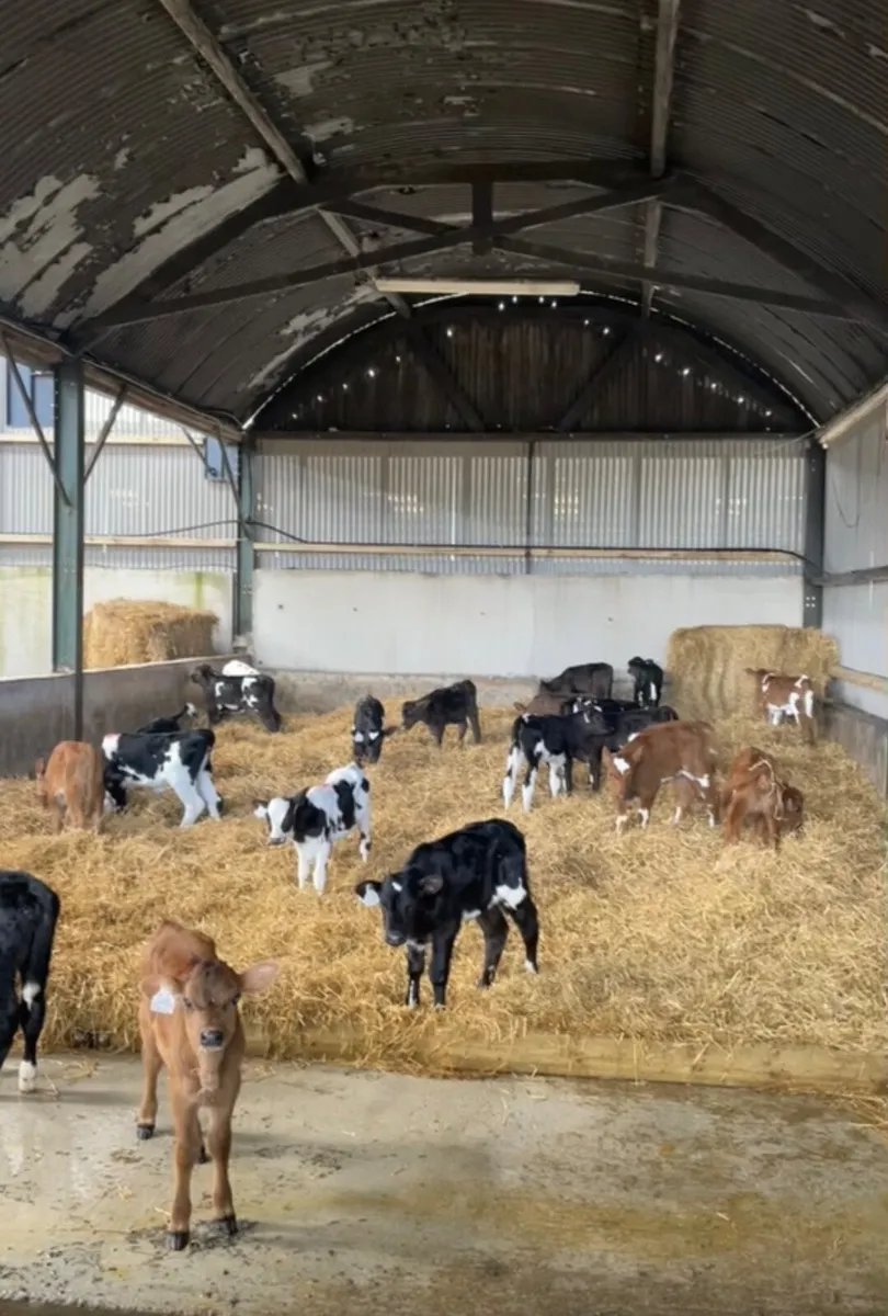 Crossbred Heifer Calves - Image 1