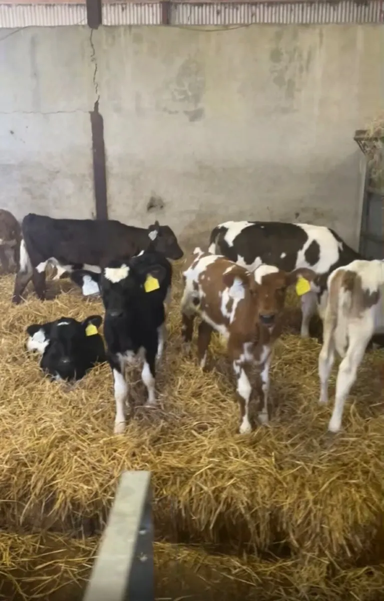 Crossbred Heifer Calves - Image 2