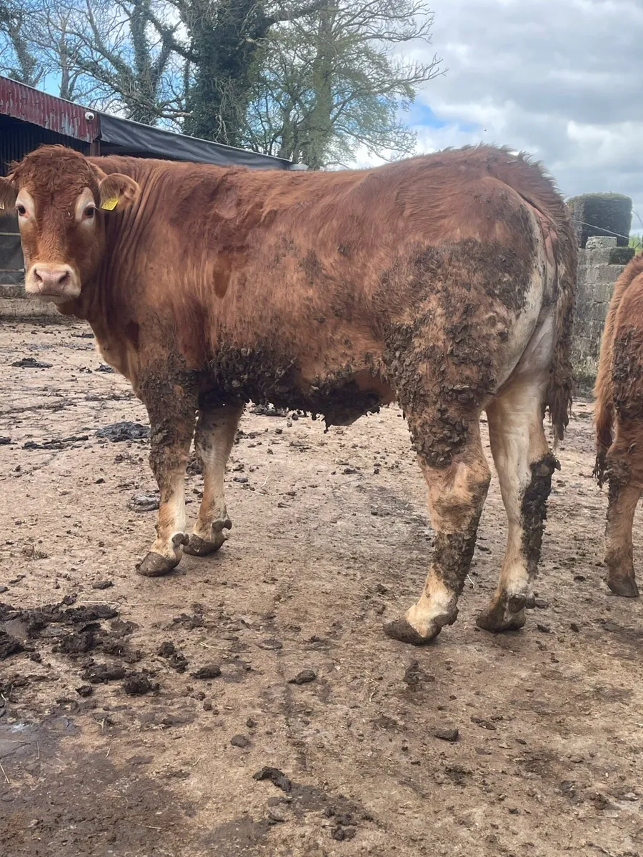 Super limousine Incalf heifer to pb limousine bull - Image 4