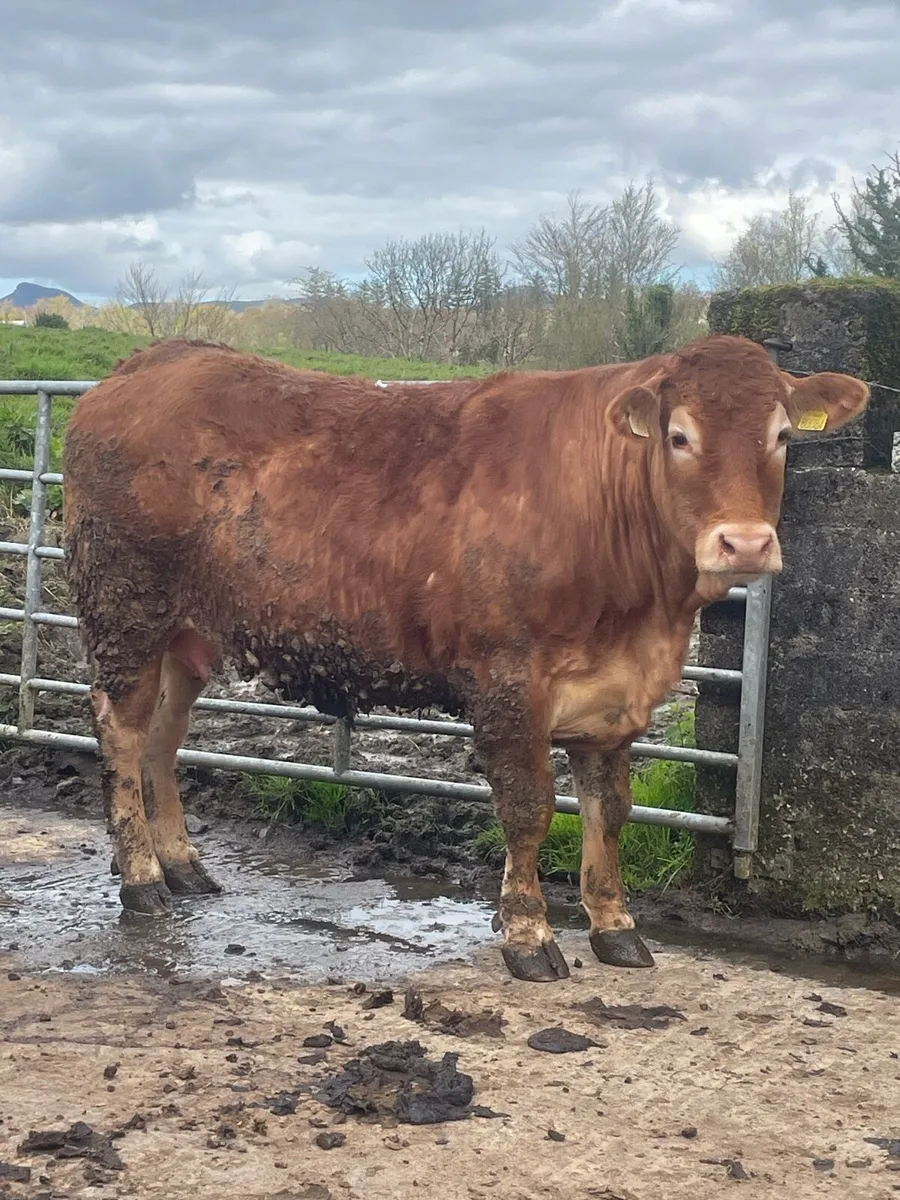 Super limousine Incalf heifer to pb limousine bull - Image 1
