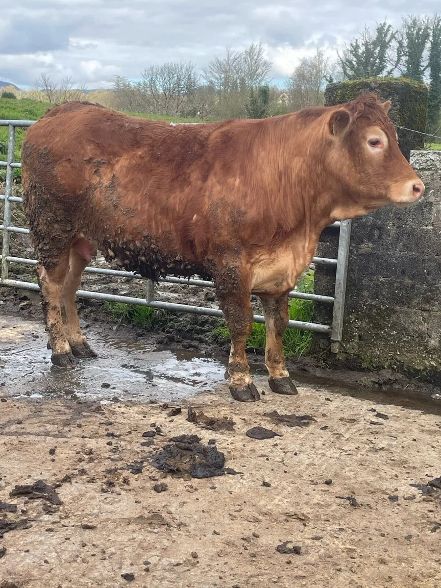 Super limousine Incalf heifer to pb limousine bull - Image 3