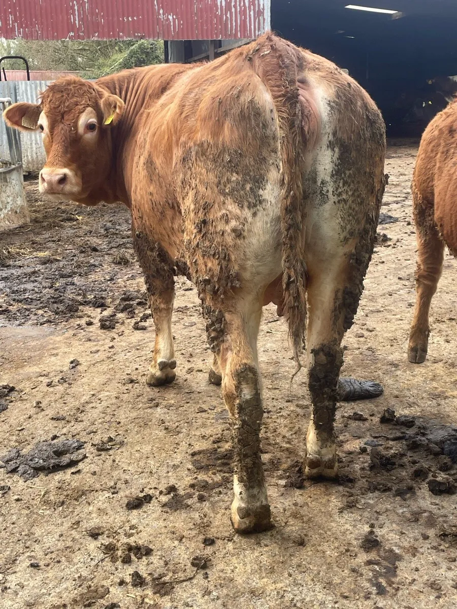 Super limousine Incalf heifer to pb limousine bull - Image 2