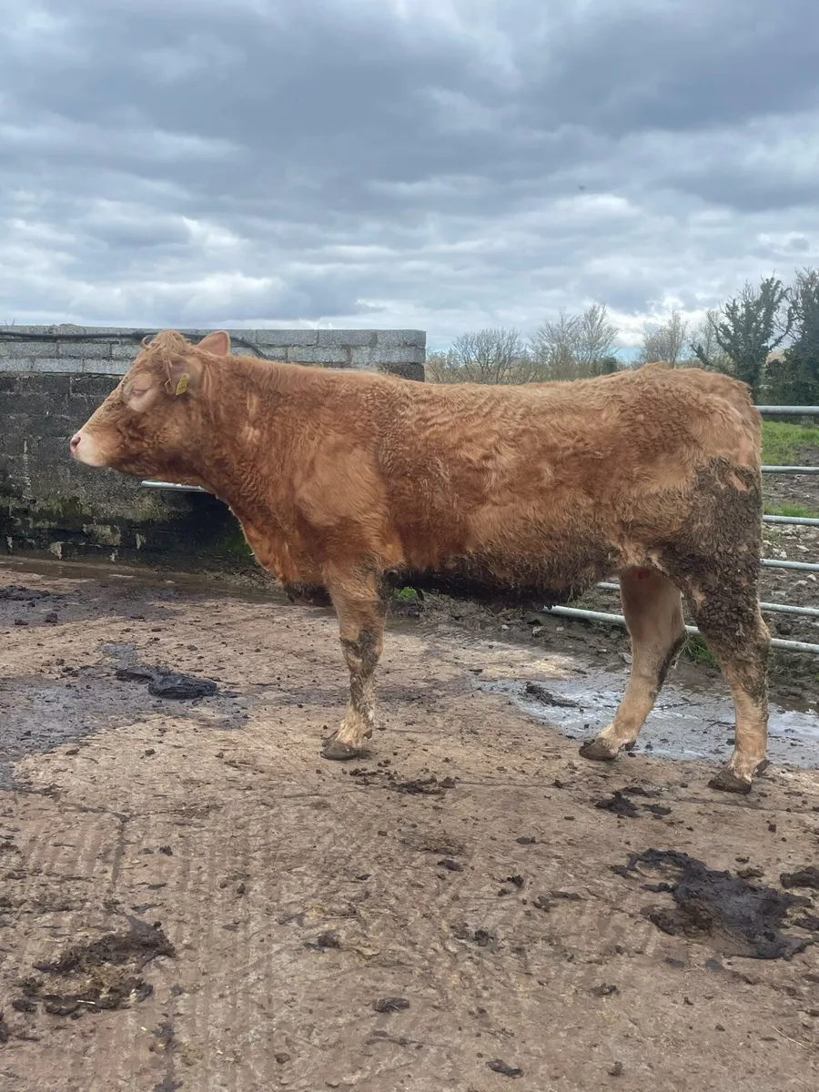 Super charlois Incalf heifer to pb limousine bull - Image 4