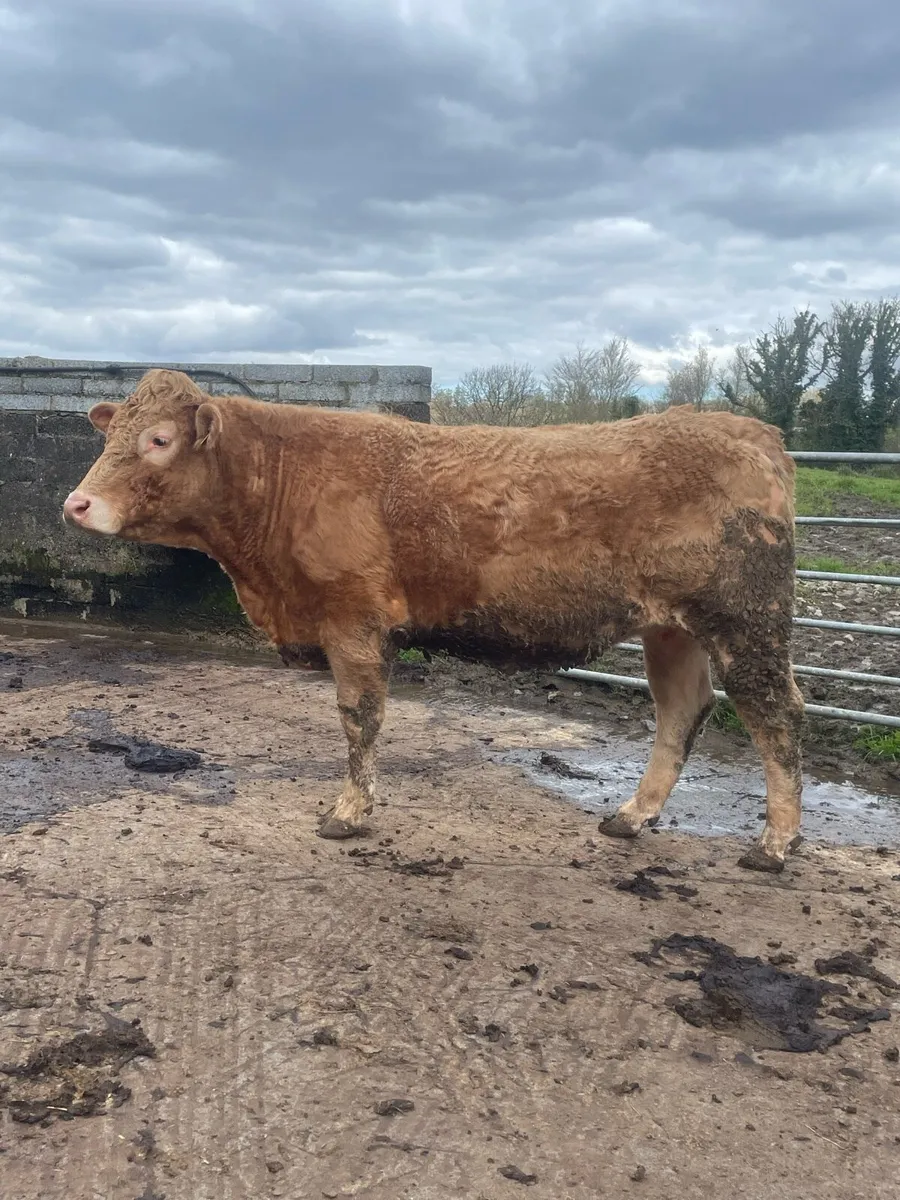 Super charlois Incalf heifer to pb limousine bull - Image 1