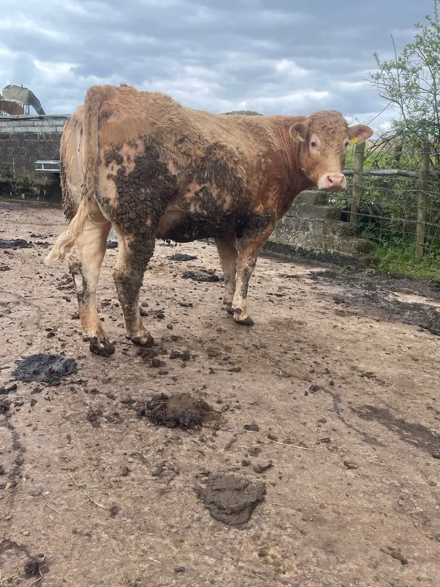 Super charlois Incalf heifer to pb limousine bull - Image 3