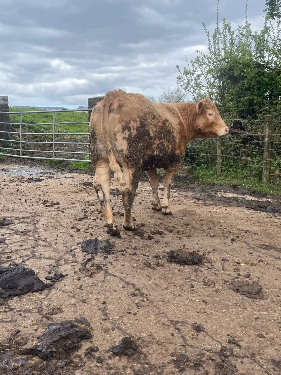 Super charlois Incalf heifer to pb limousine bull - Image 2