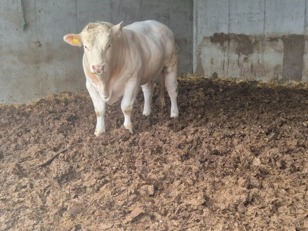 Charolais Bull - Image 1