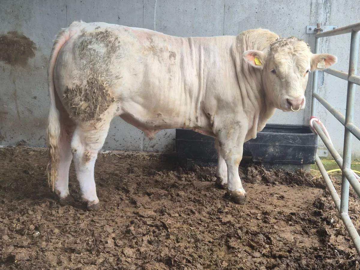 Charolais Bull - Image 2