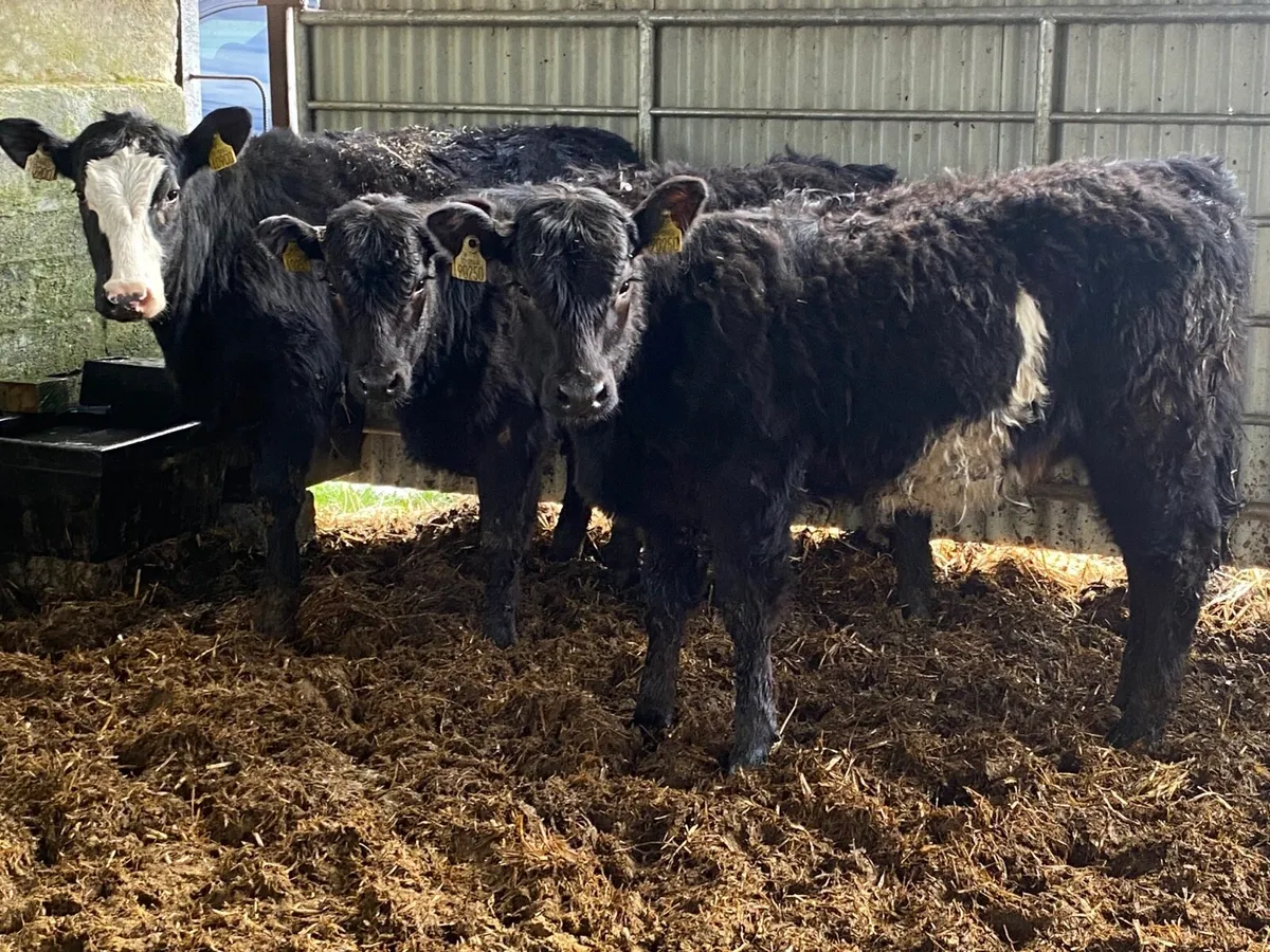 3 Super Suckler Bred Angus Heifers - Image 1