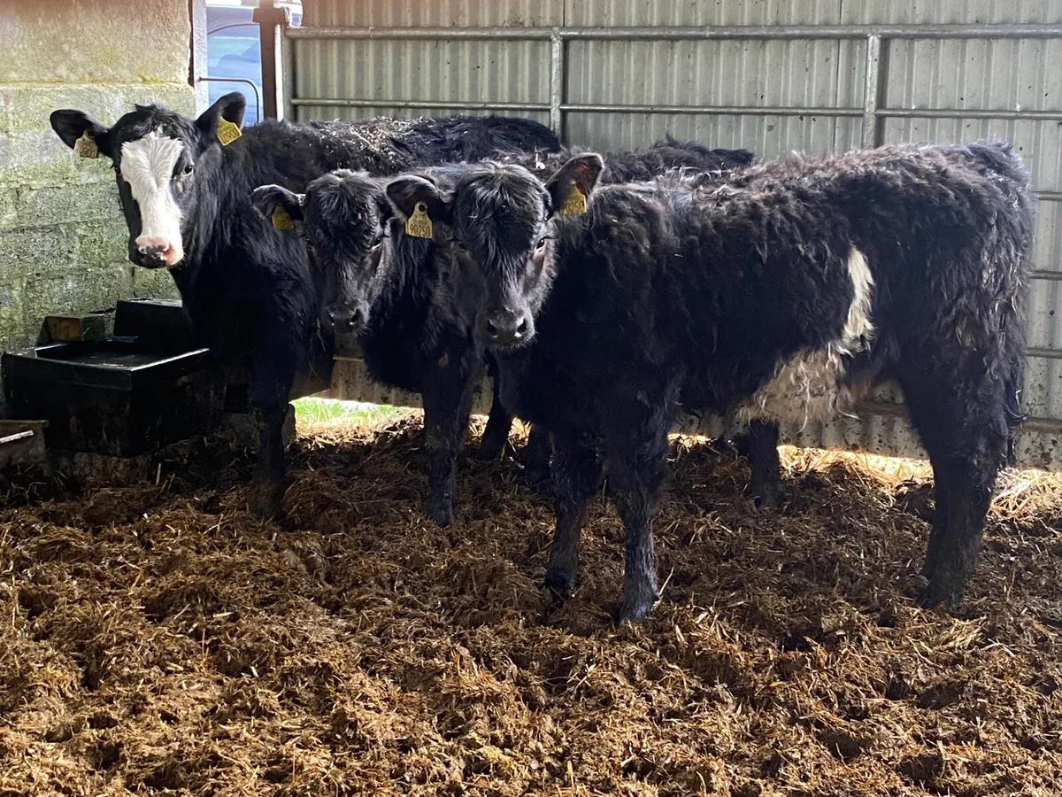 3 Super Suckler Bred Angus Heifers - Image 2