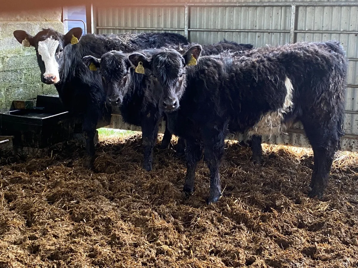 3 Super Suckler Bred Angus Heifers - Image 3