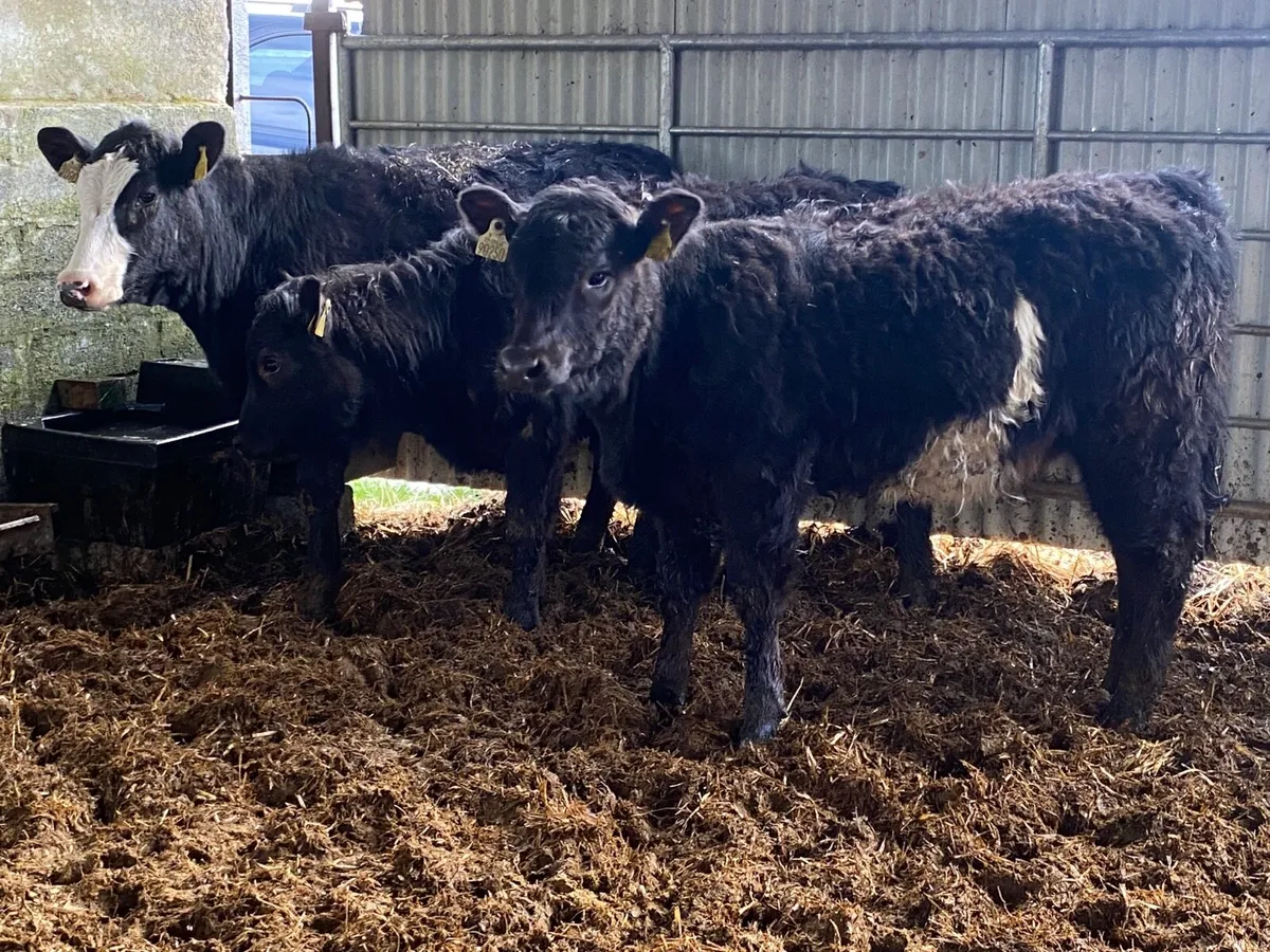 3 Super Suckler Bred Angus Heifers - Image 4