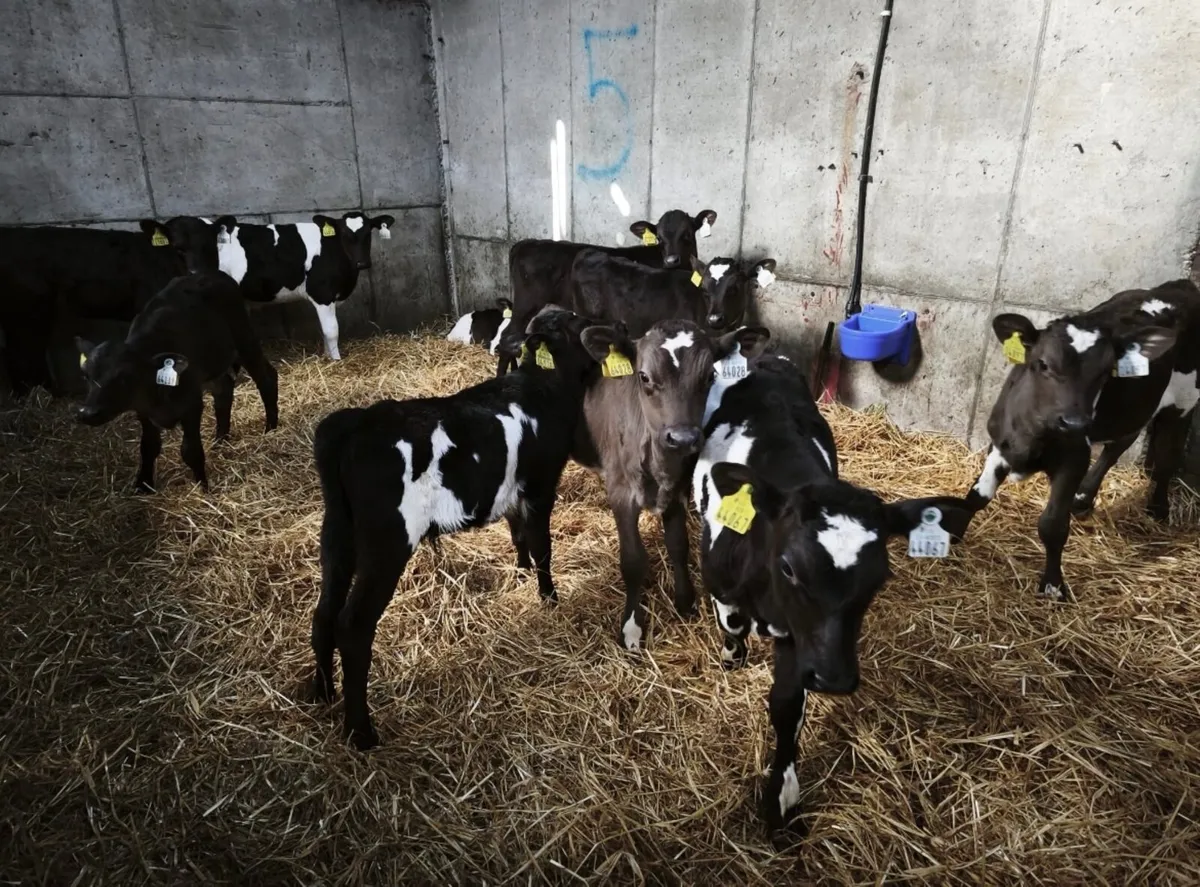 Dairy bull Calves