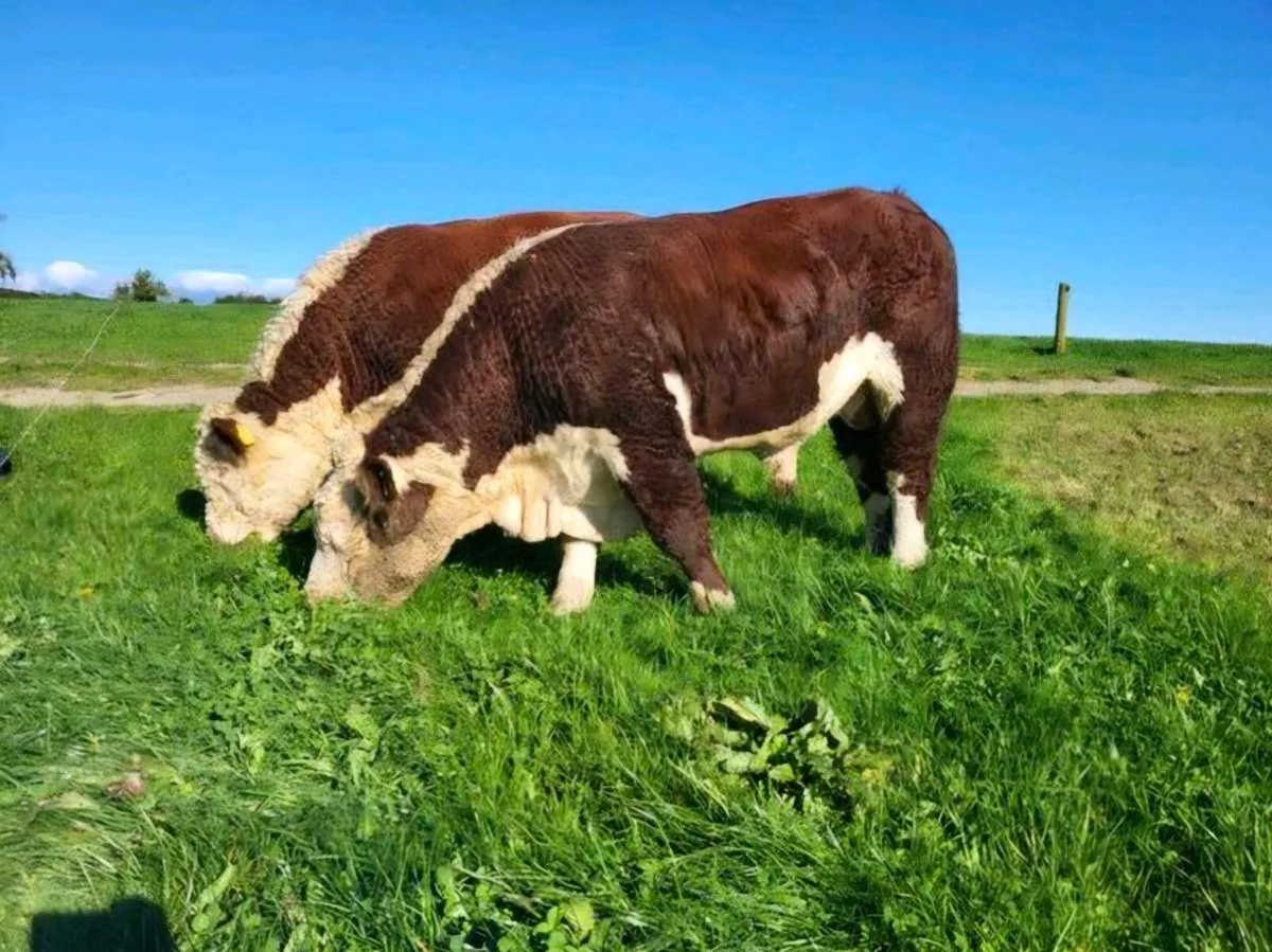 PBR Hereford Bulls - Image 1