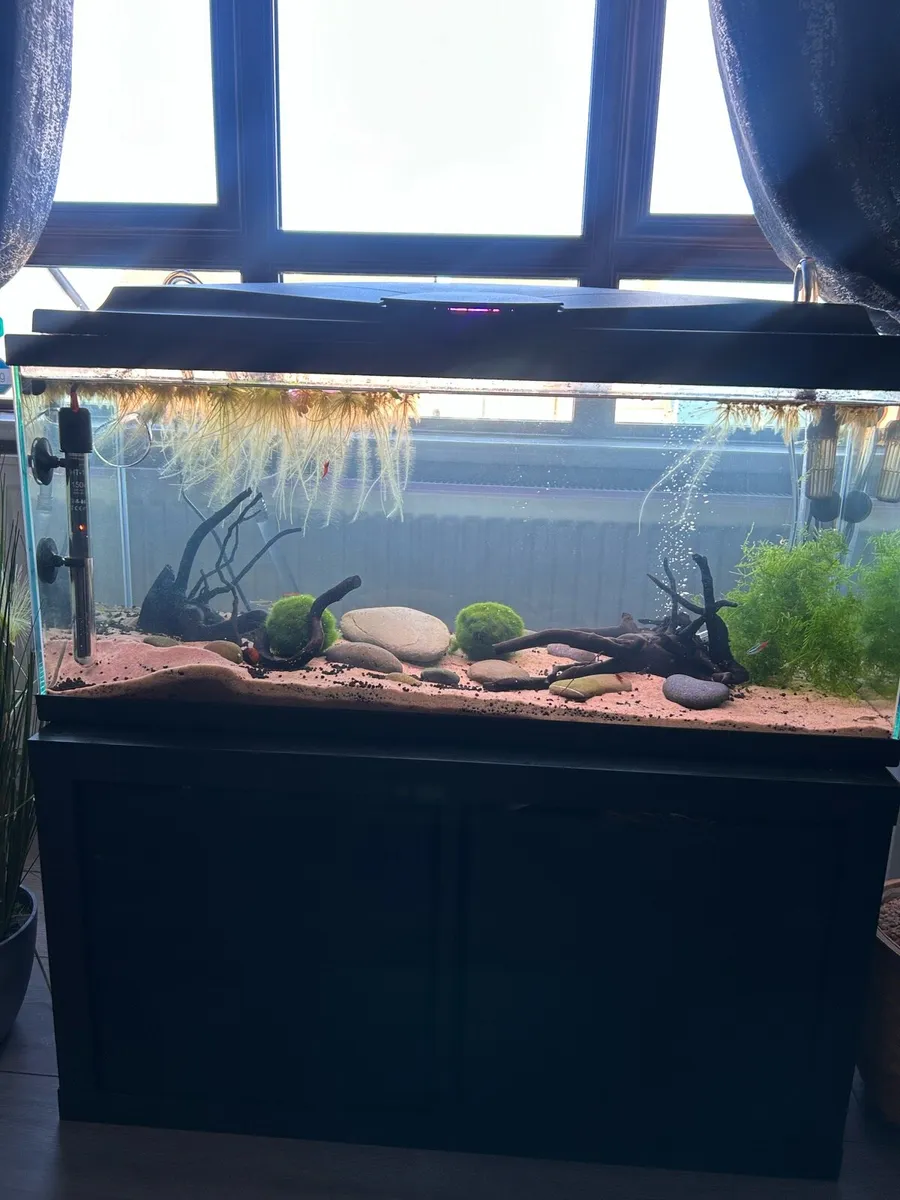 Tropical Fish Tank final price drop - Image 1