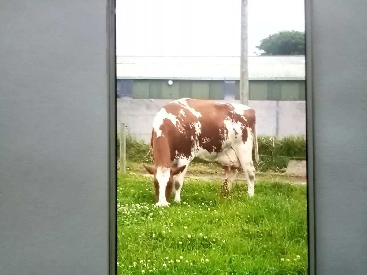 FRIESIAN BULLS - Image 4