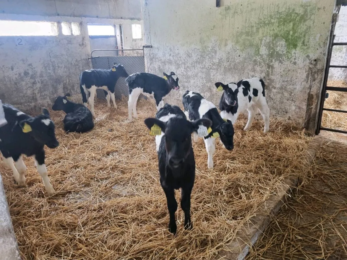 Heifer calves - Image 1