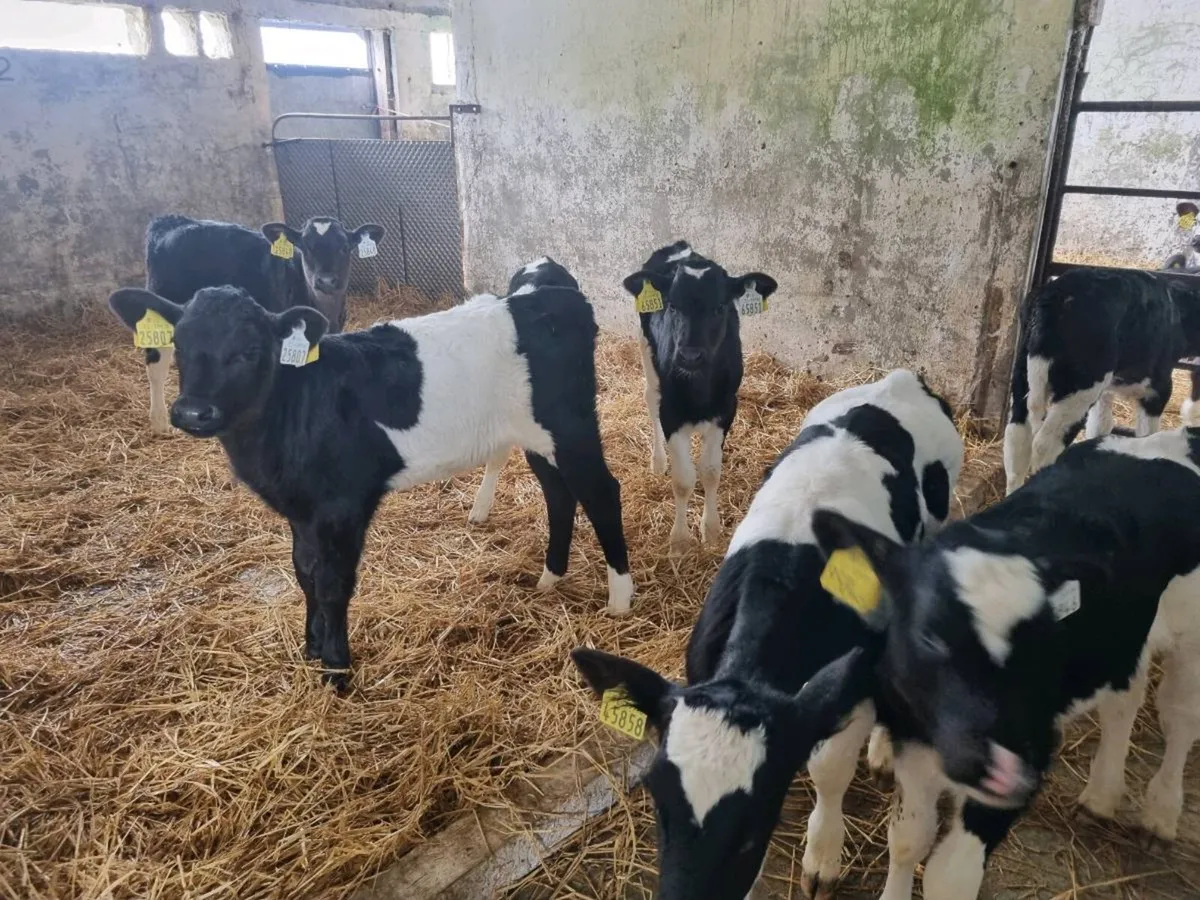 Heifer calves - Image 2