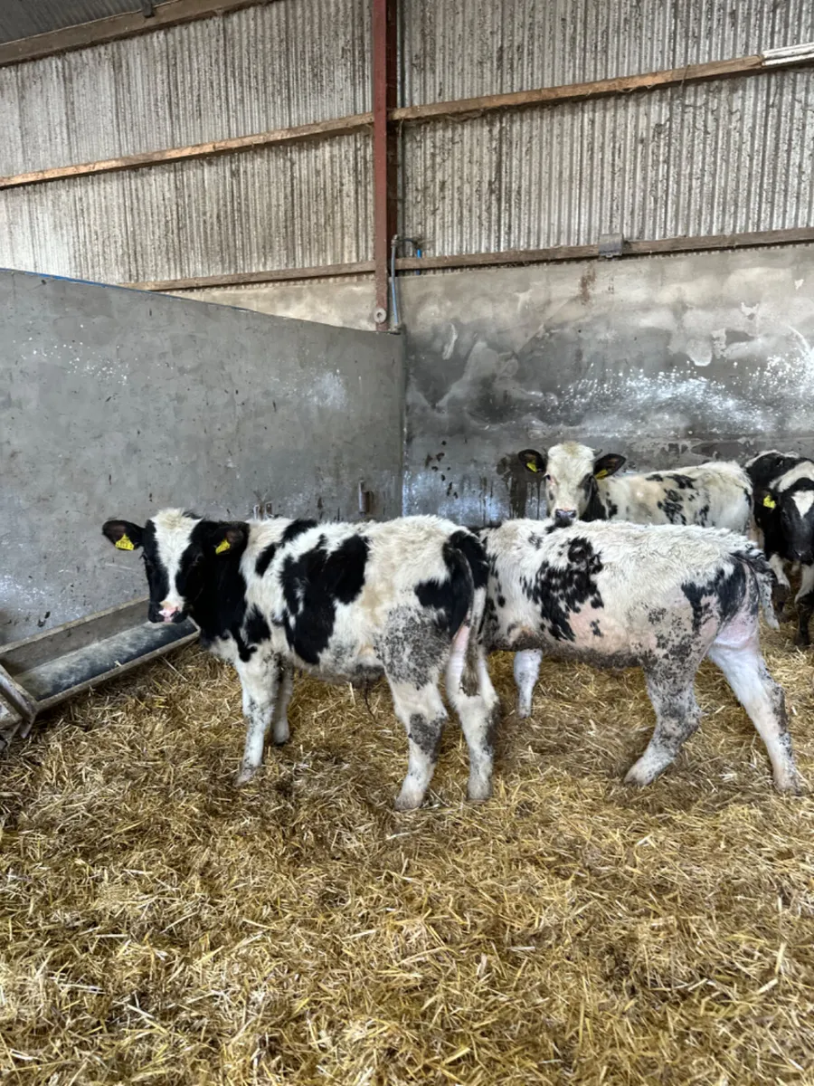 Blue bulls - Image 2