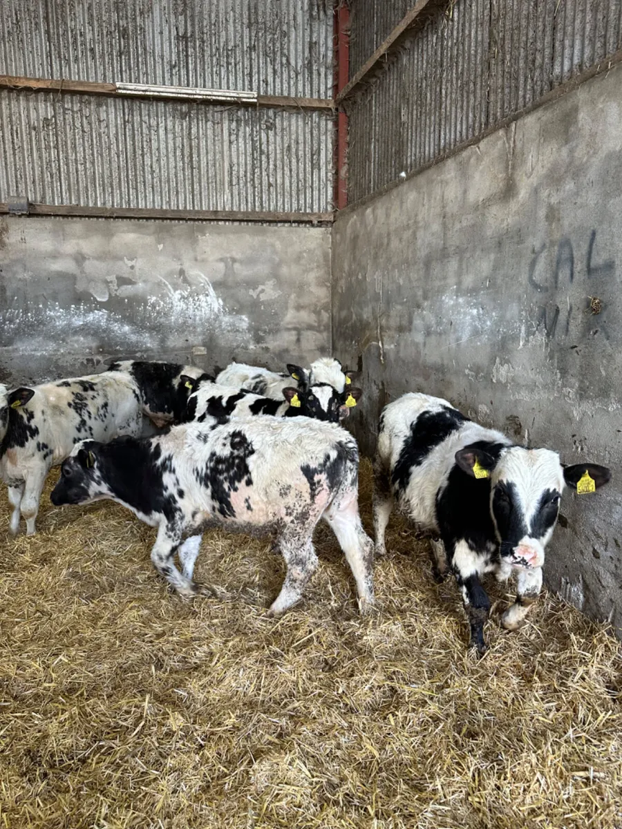 Blue bulls - Image 3