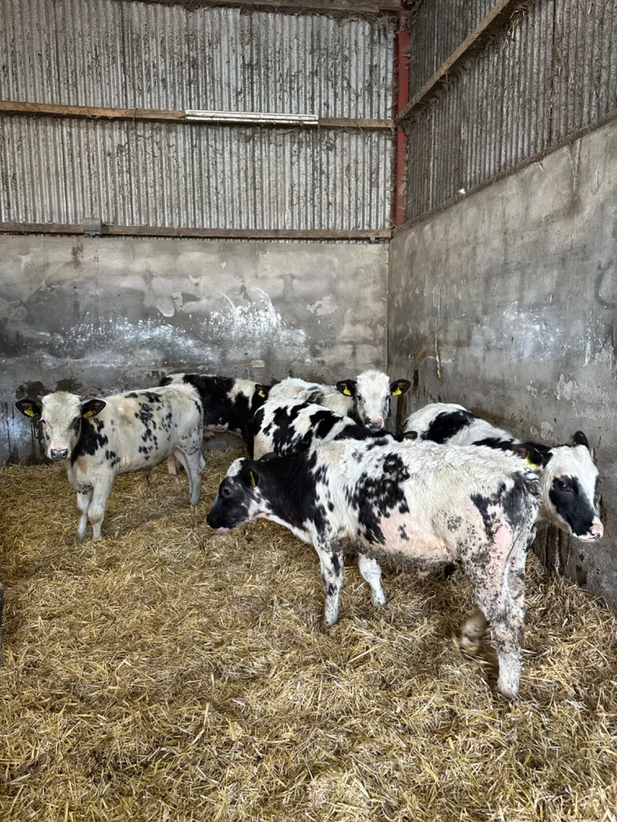 Blue bulls - Image 1