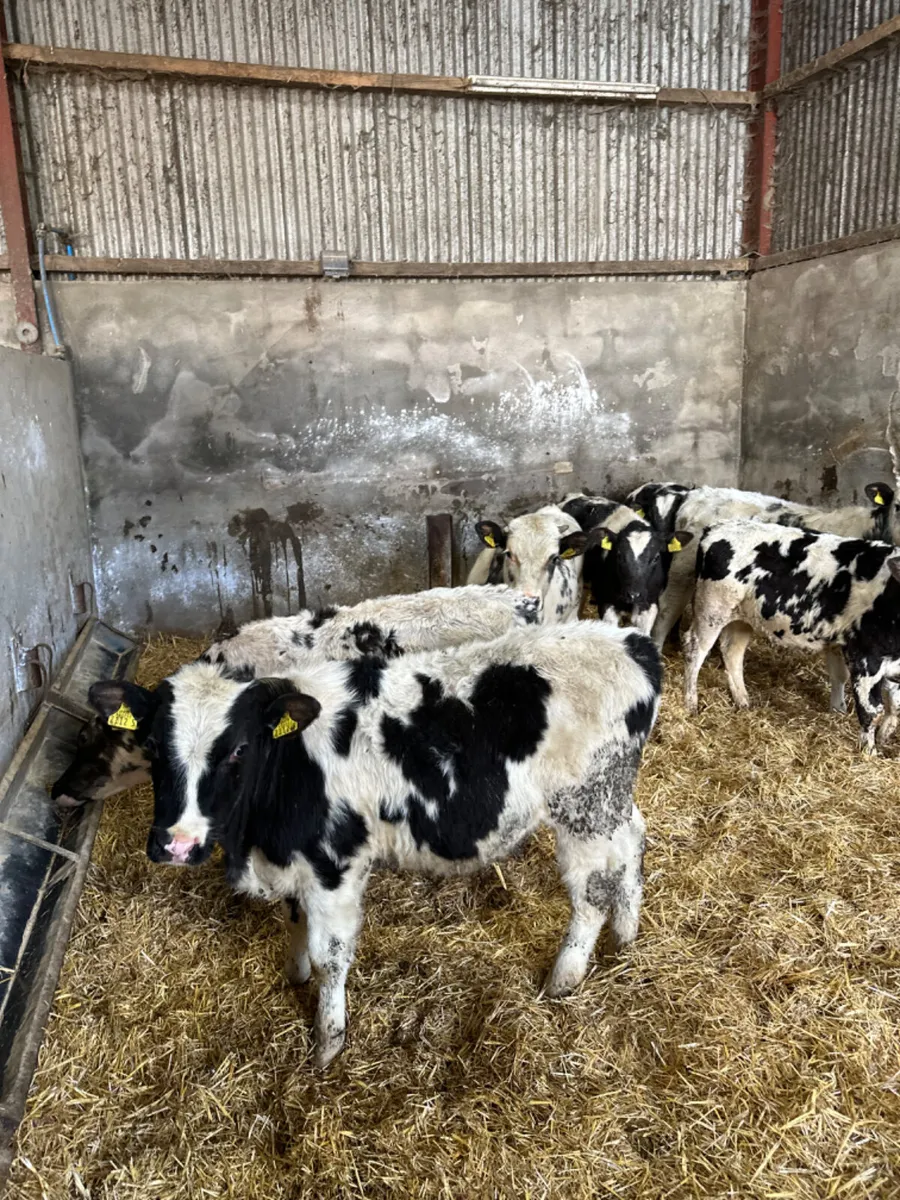 Blue bulls - Image 4