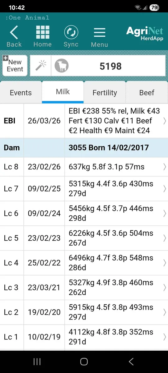 Heifer calves - Image 3