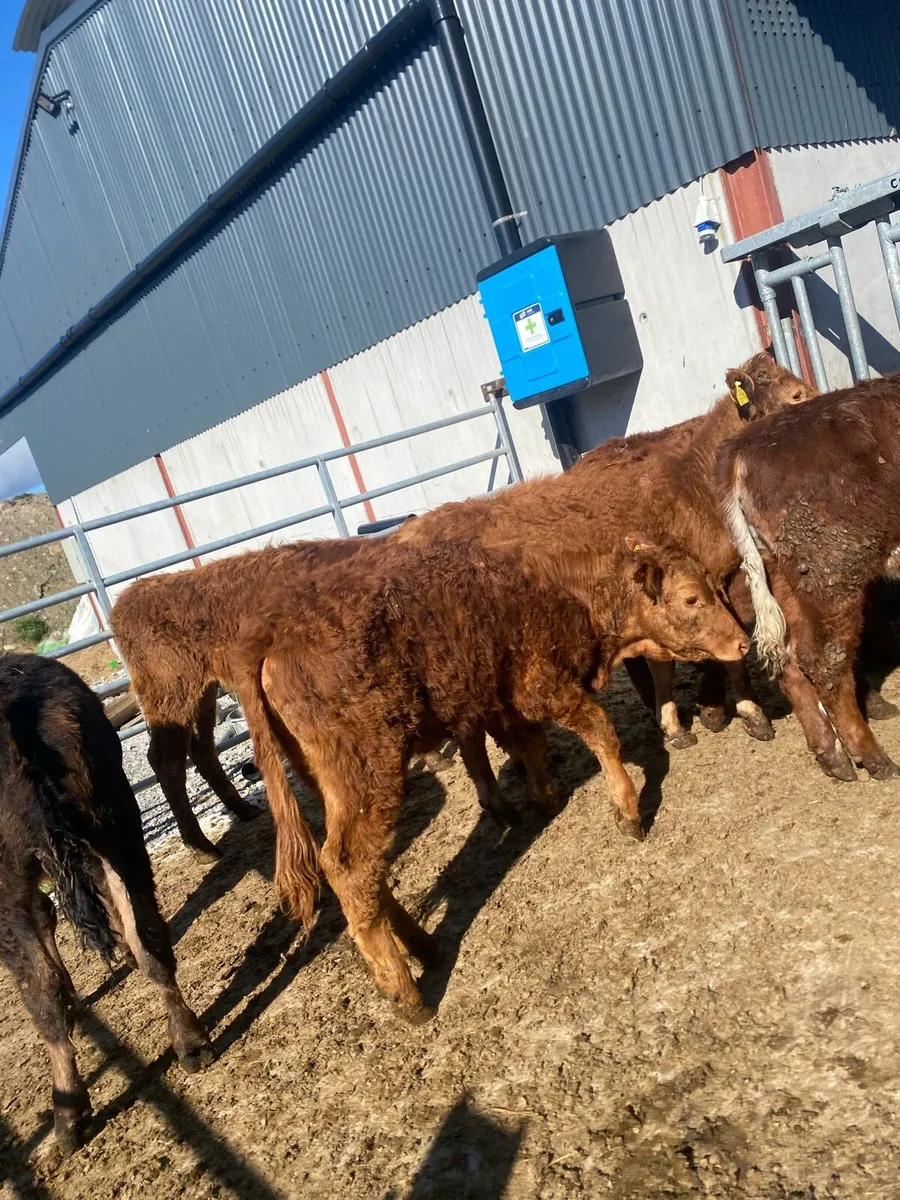 8 suckler bred heifer weanlings - Image 4
