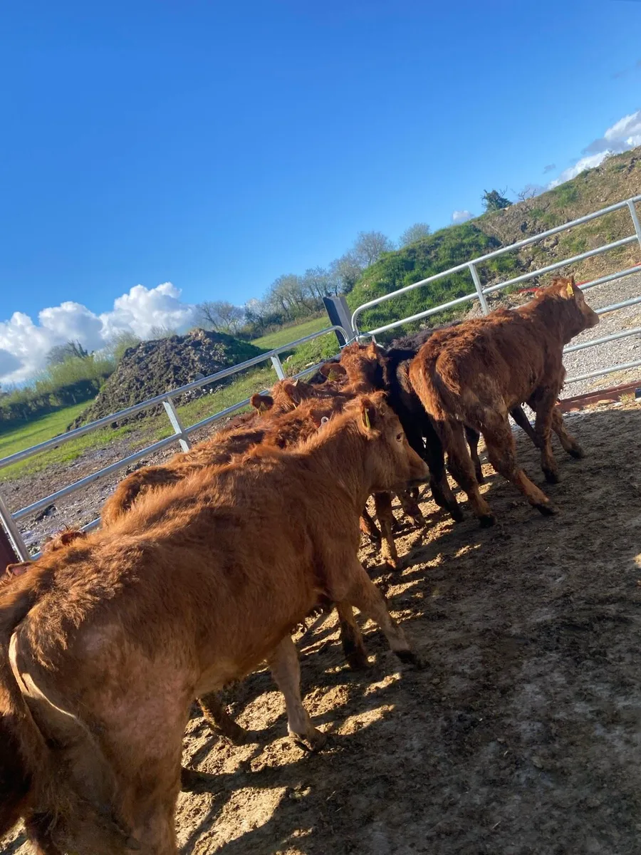8 suckler bred heifer weanlings - Image 1