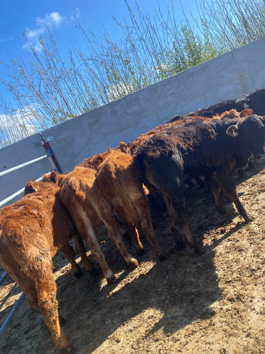 8 suckler bred heifer weanlings - Image 2