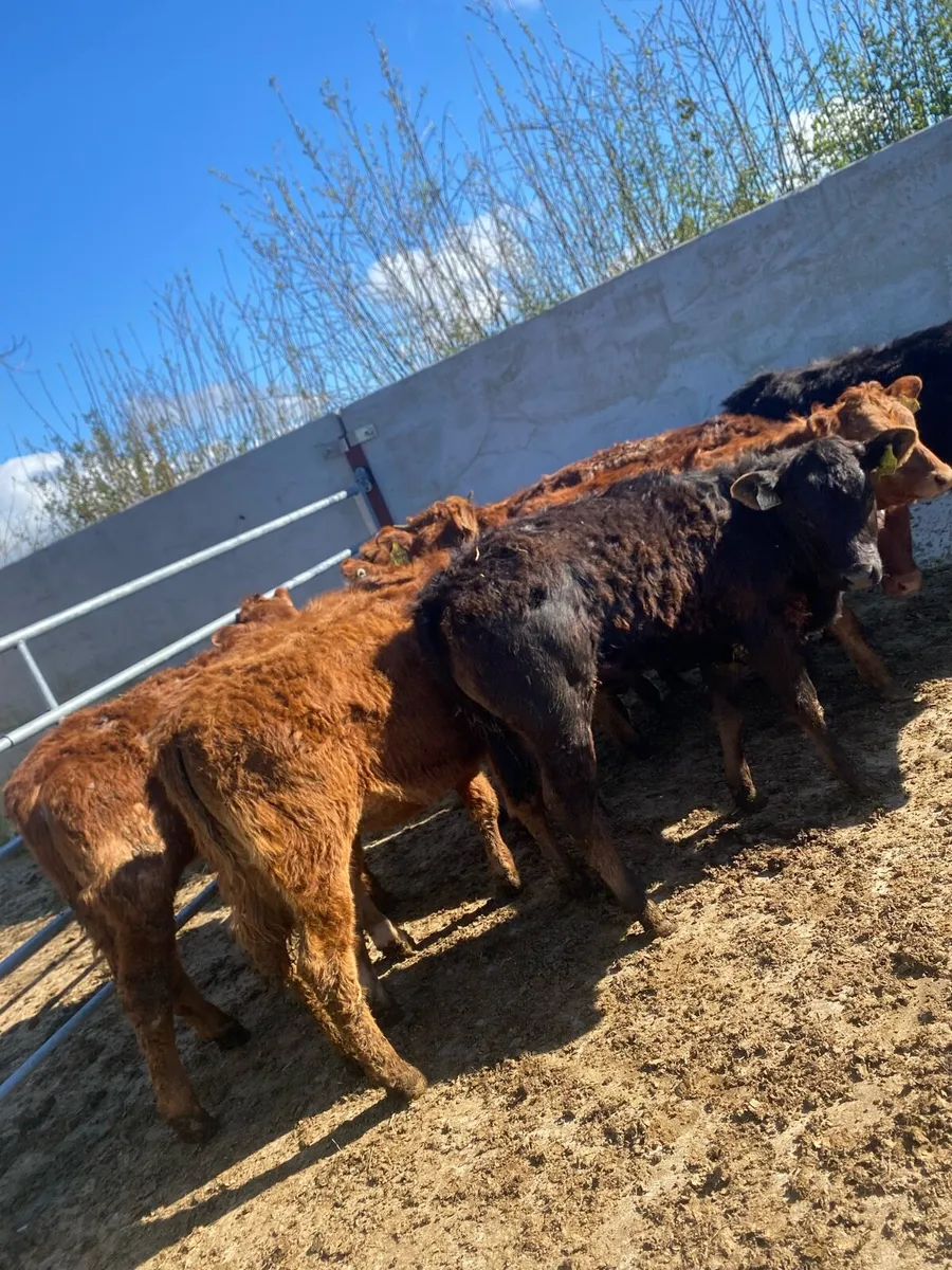 8 suckler bred heifer weanlings - Image 3