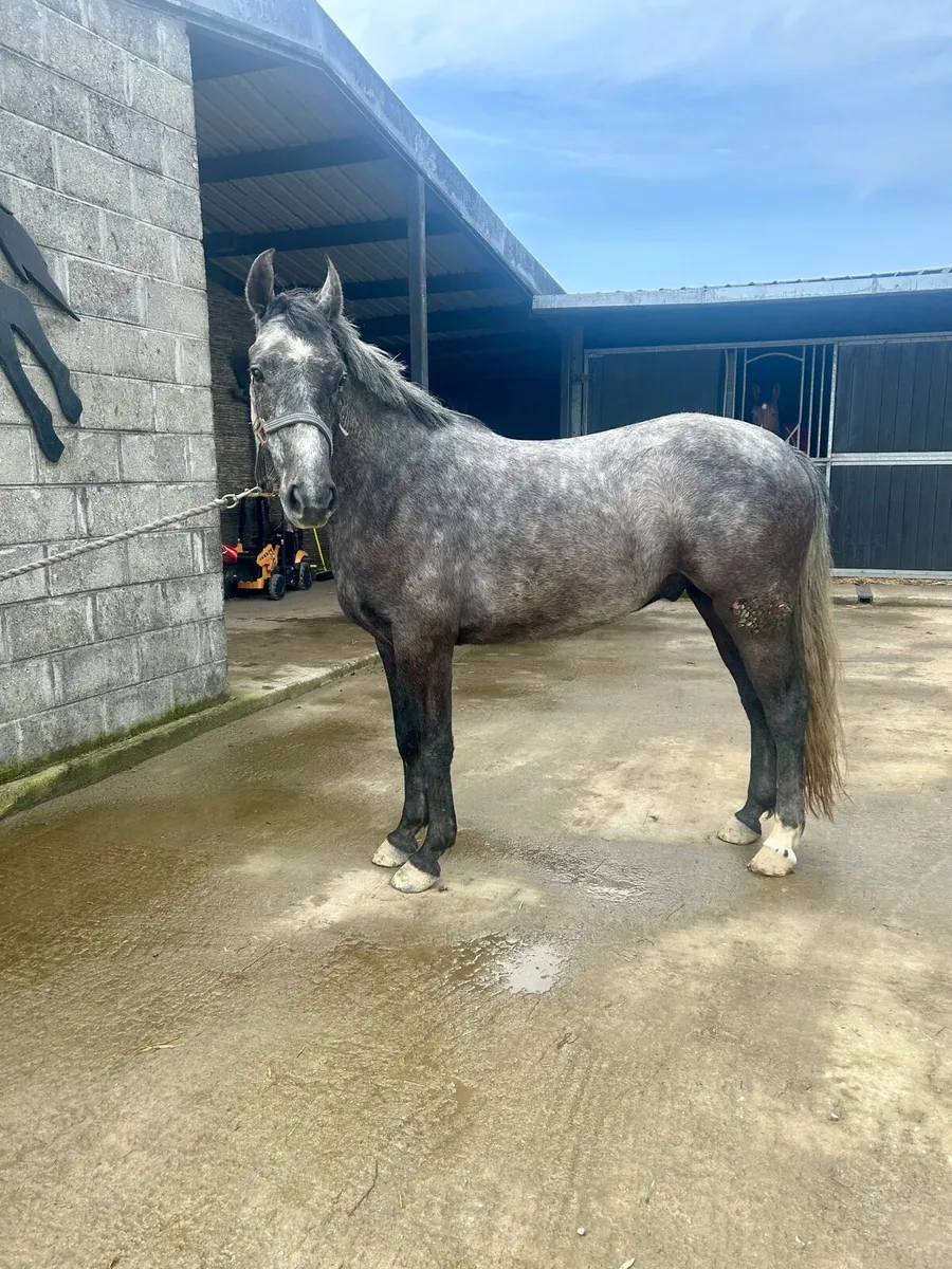 4yo 147cm pony - Image 1