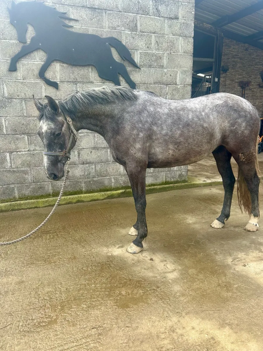 4yo 147cm pony - Image 2