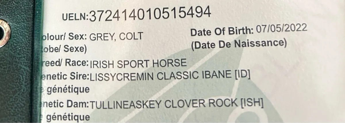 4yo 147cm pony - Image 3