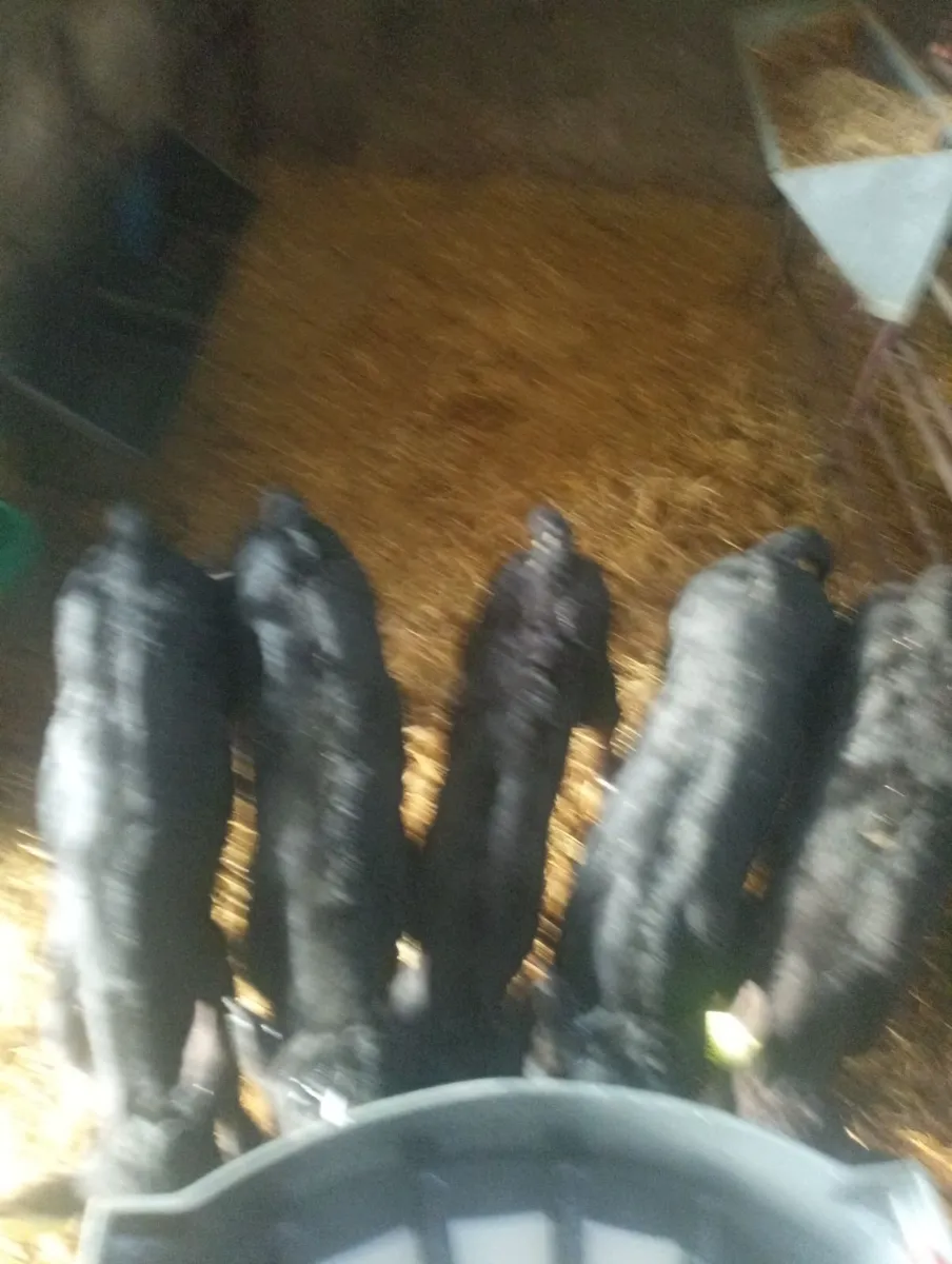 AA Heifer calves - Image 4