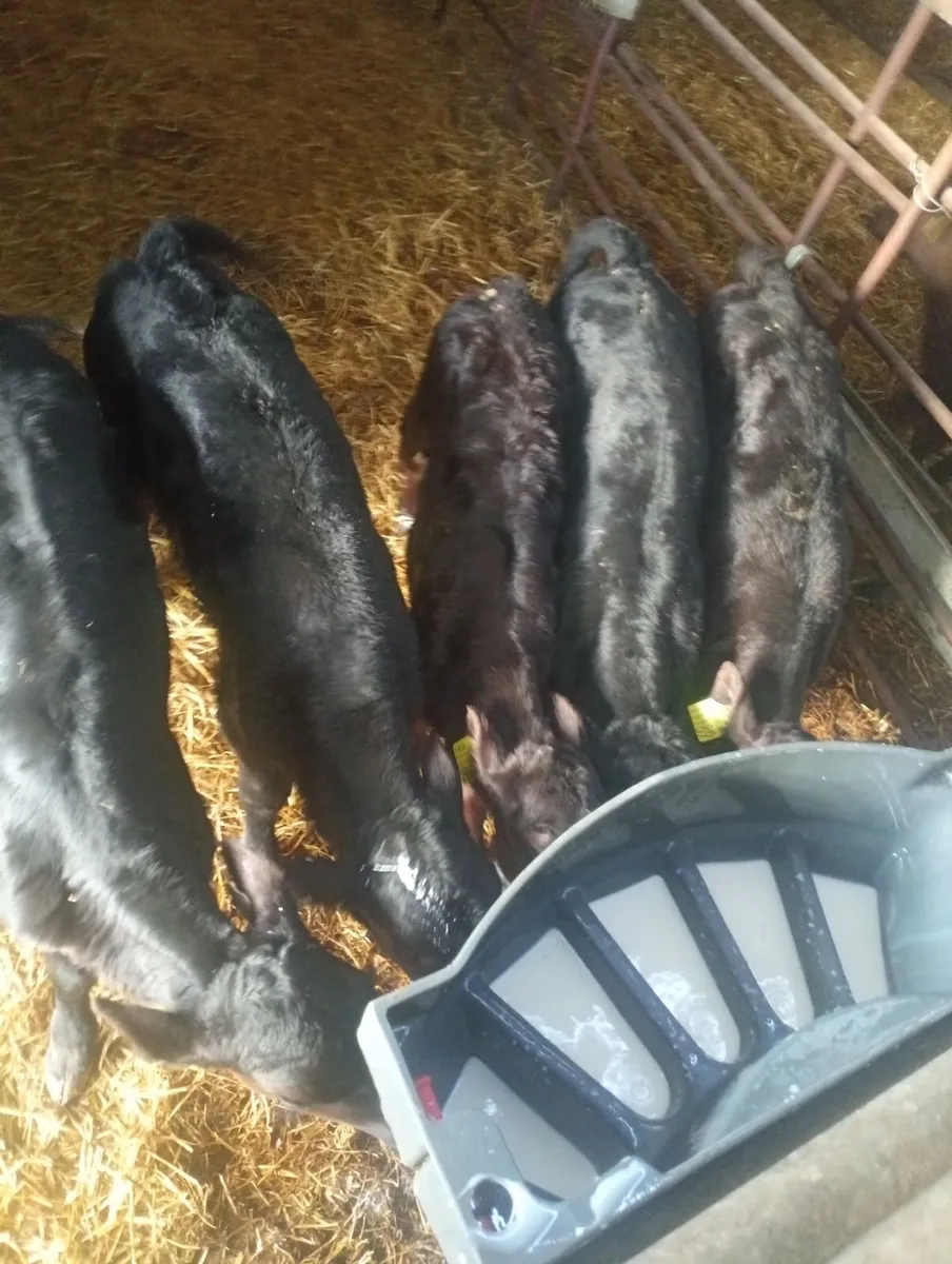 AA Heifer calves - Image 1