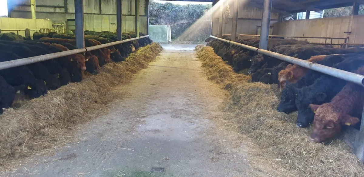 Angus Bulls - Image 2