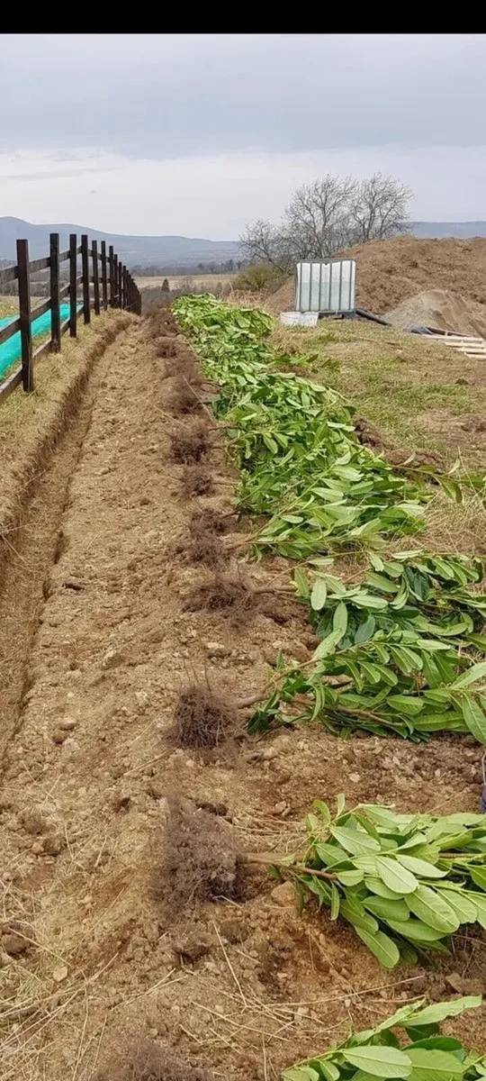 Laurel Hedge Bare Root - Image 1
