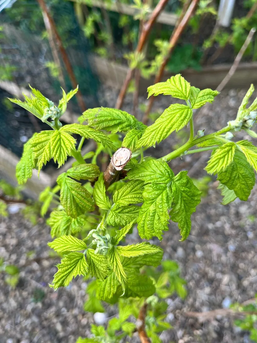 Raspberry bushes young plants - Image 4