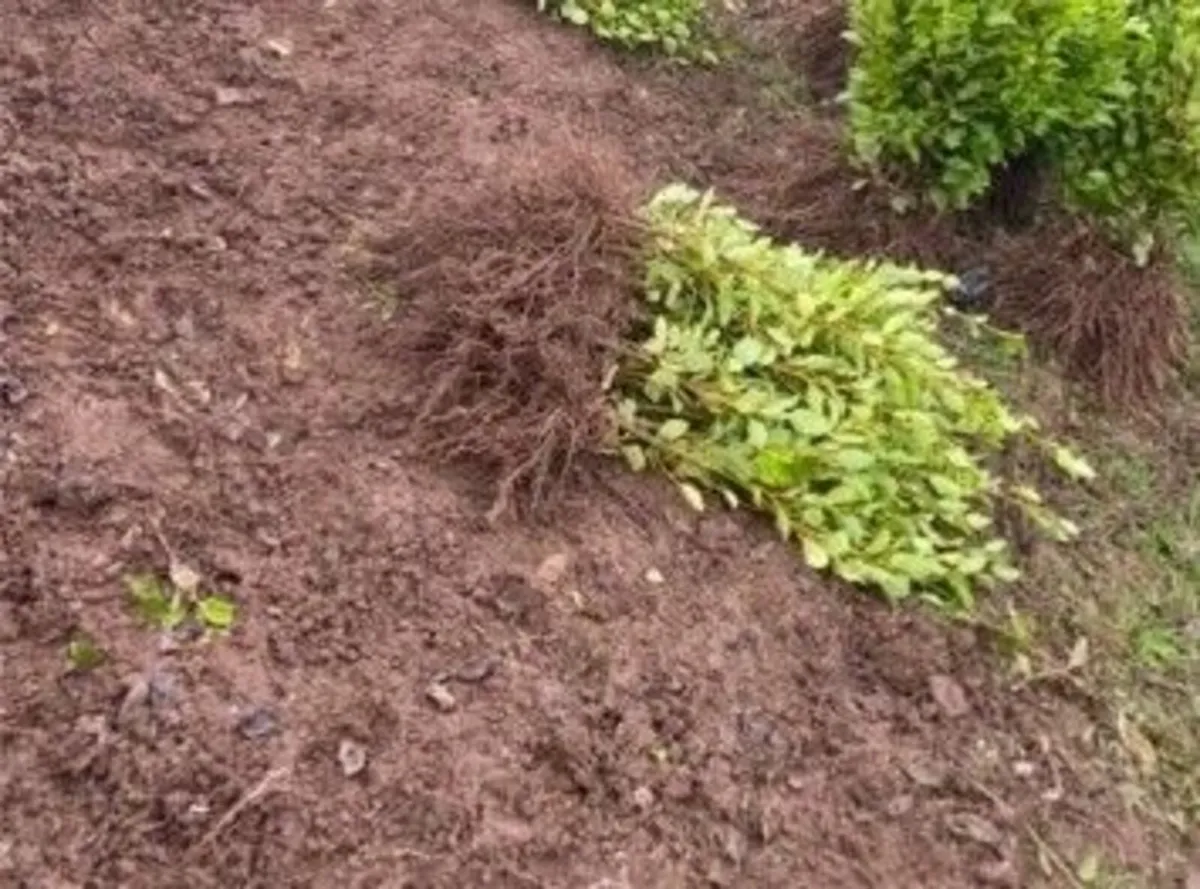 Laurel Hedge Bare Root - Image 4