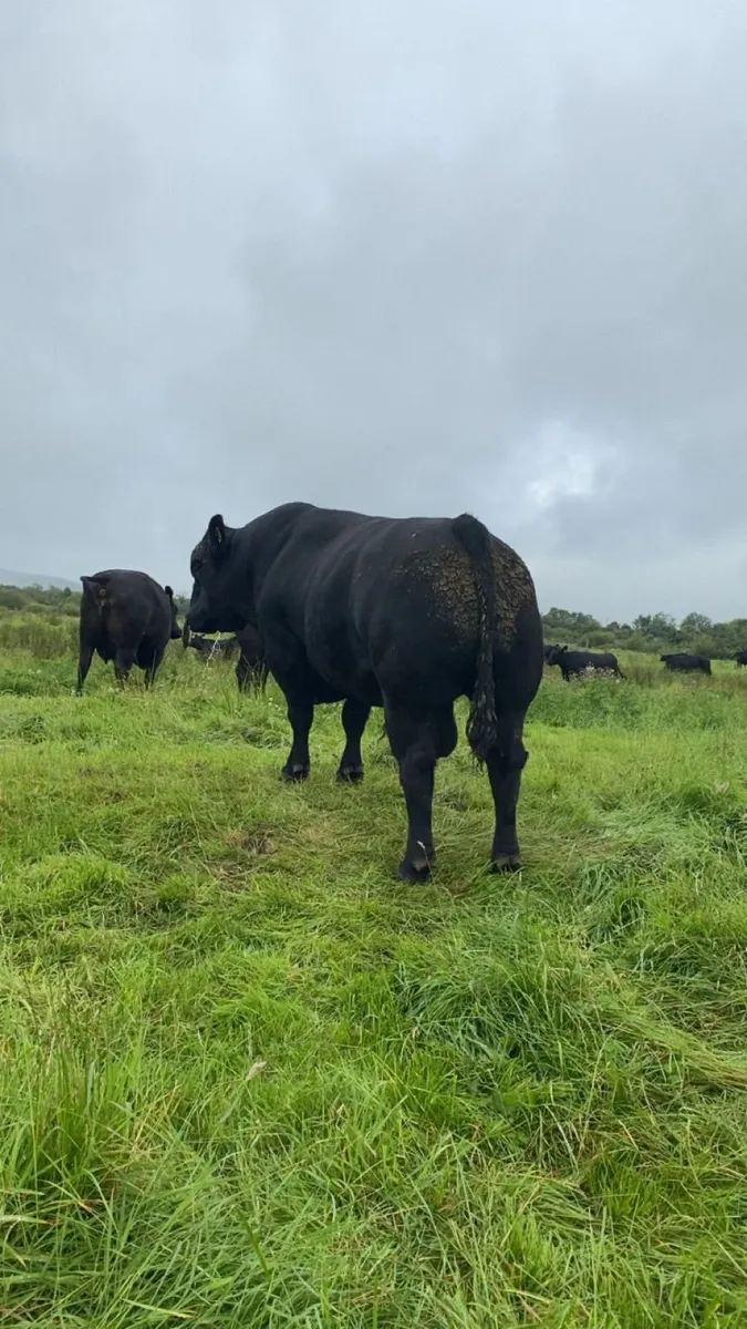 Angus Bulls - Image 3