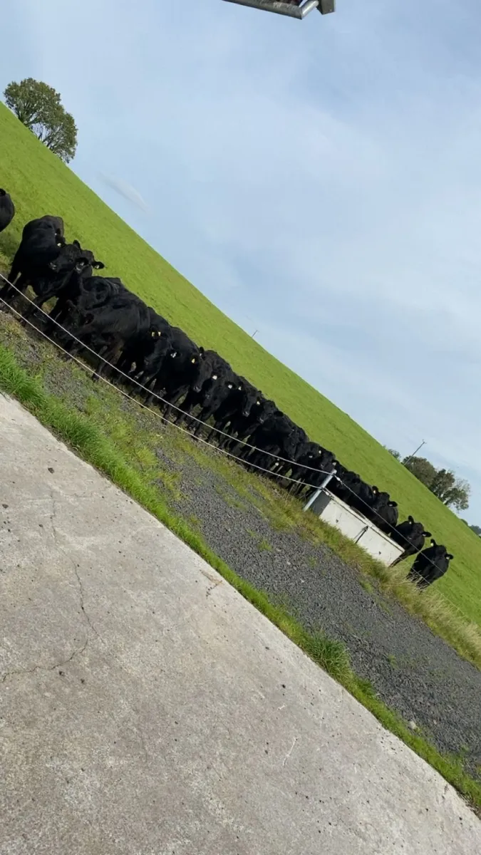 Angus Bulls - Image 4