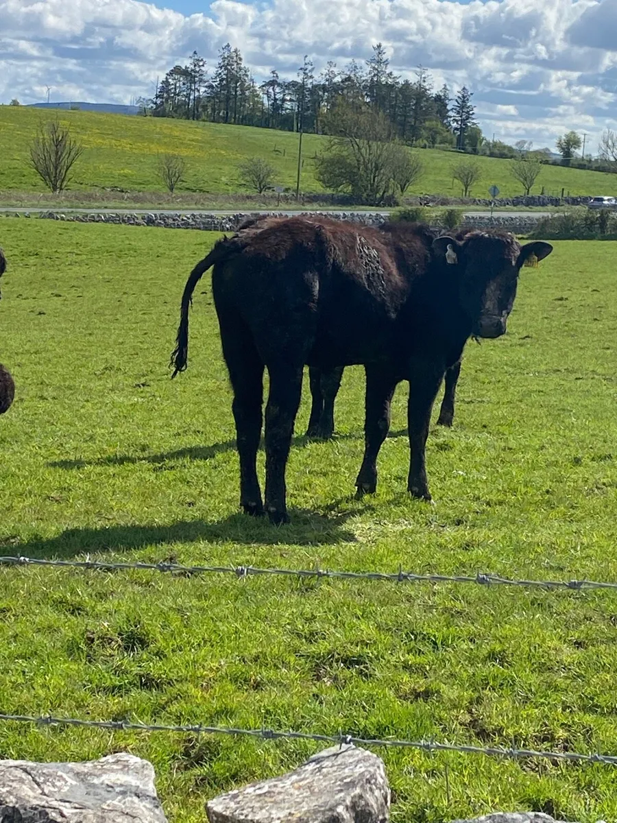 10 angus bullolks for sale - Image 1