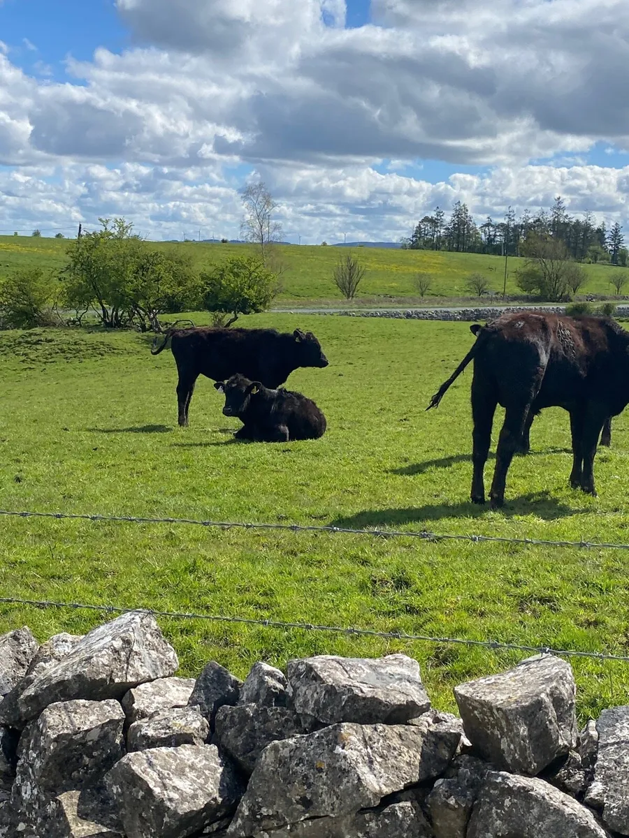 10 angus bullolks for sale - Image 2