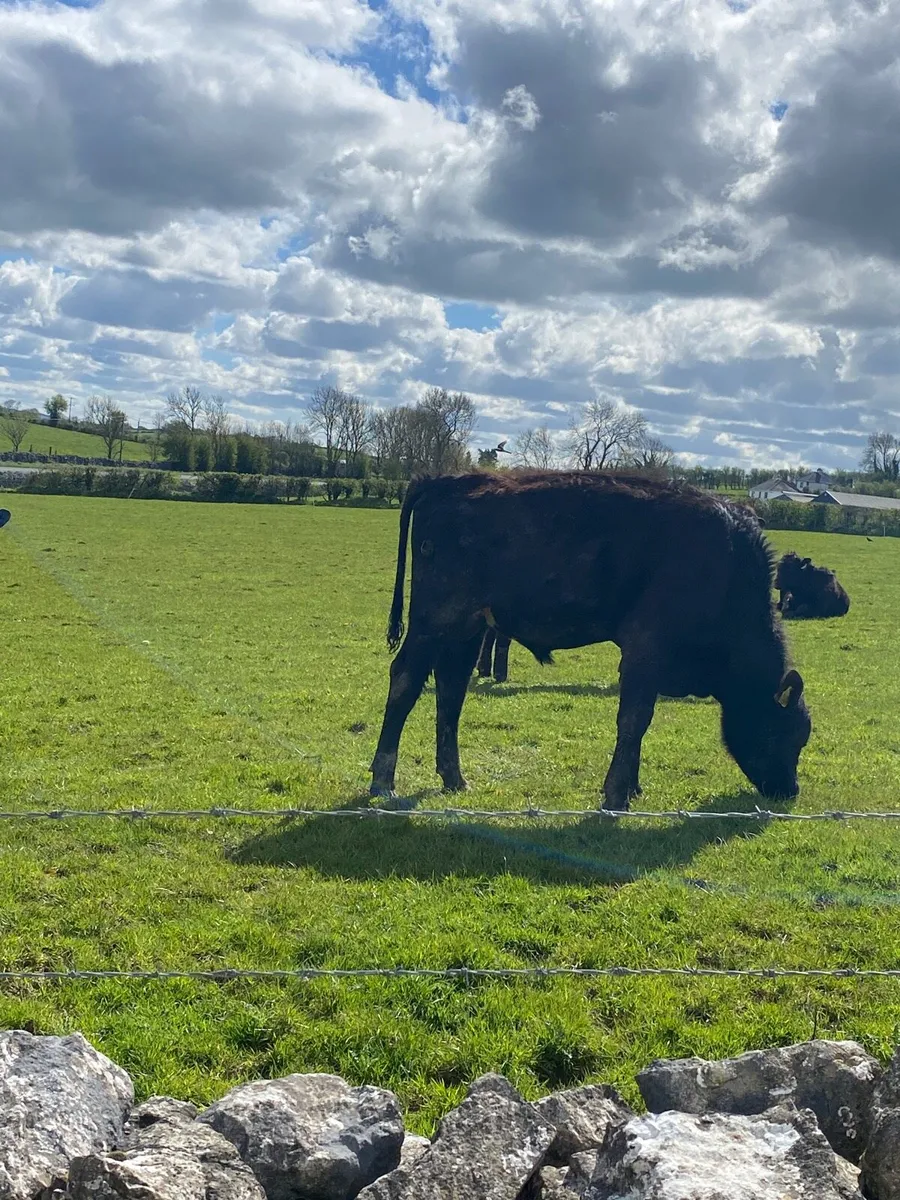 10 angus bullolks for sale - Image 3