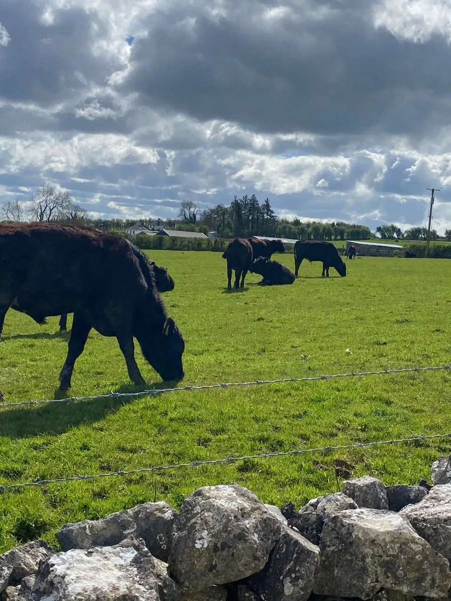 10 angus bullolks for sale - Image 4