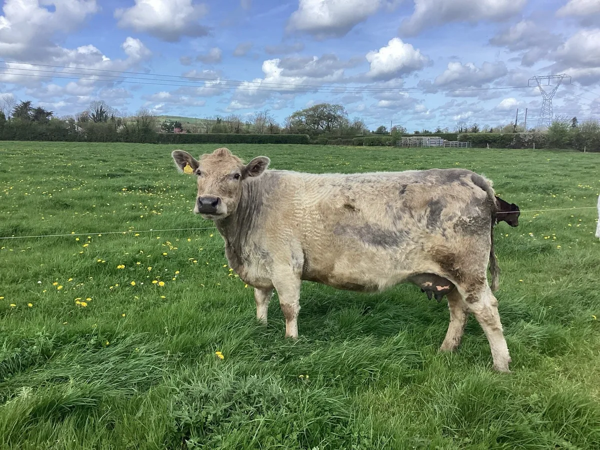 2 suckling cows with calf at foot - Image 1
